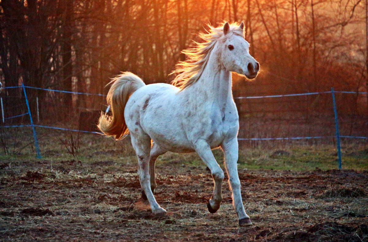 Don’t Look a Gift Horse in the Mouth: Embracing the Beauty of Generosity