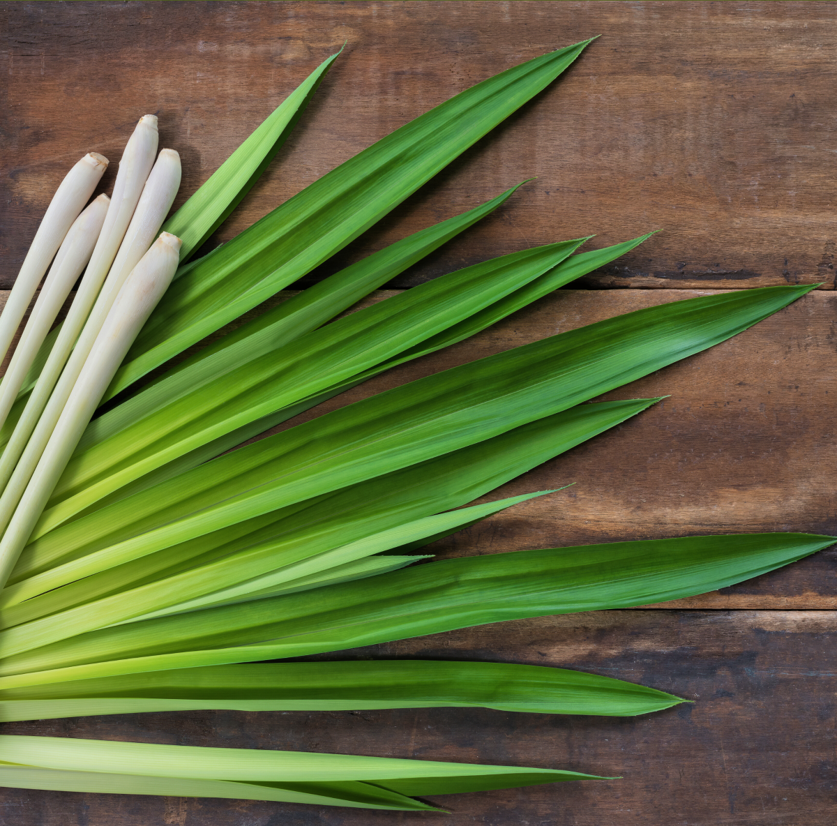 Prana Energy Capsules | Apoptogenic Energy & Focus Formula